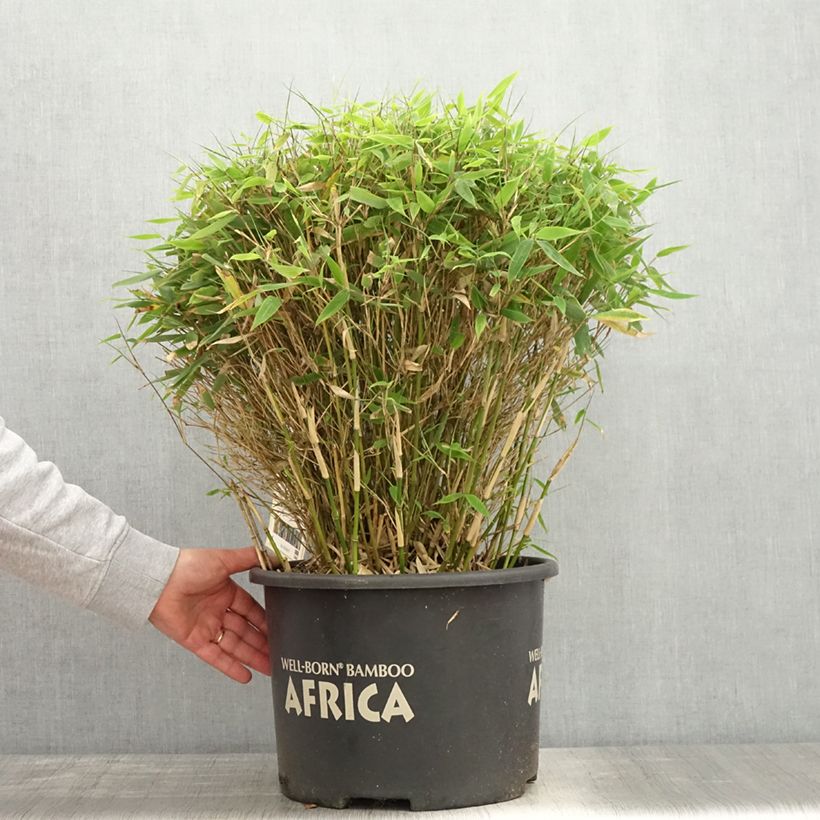 Fargesia Moontears Vaso da 12L/15L, Palla esemplare consegnato in primavera