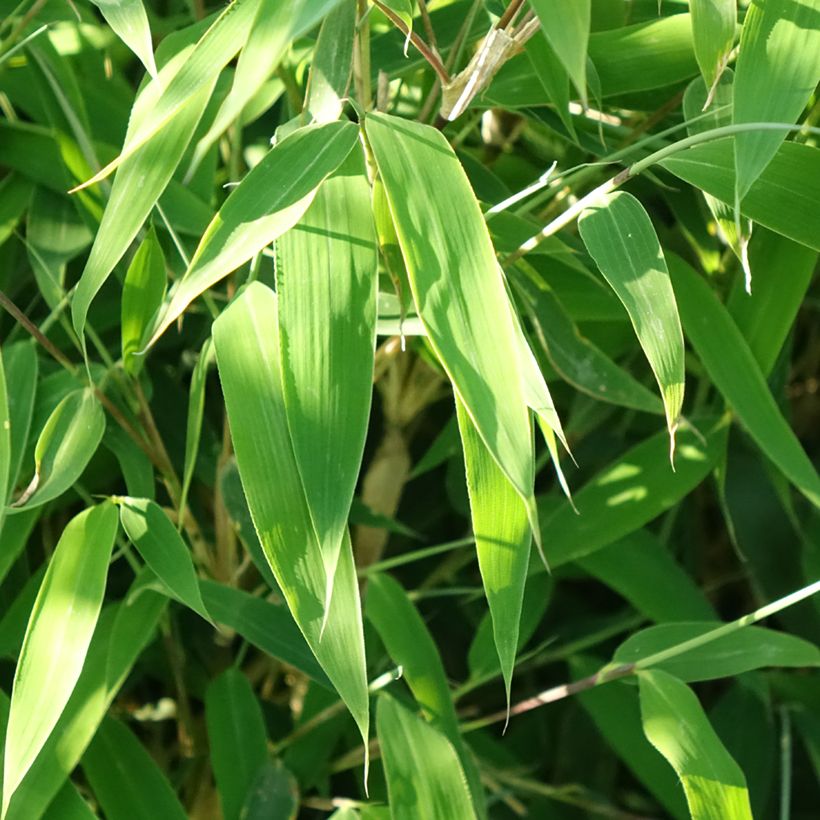 Fargesia murielae Ivory Ibis (Foliage)