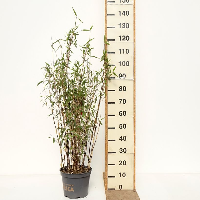 Fargesia murielae Red Zebra Vaso da 7,5L/10L esemplare consegnato in primavera