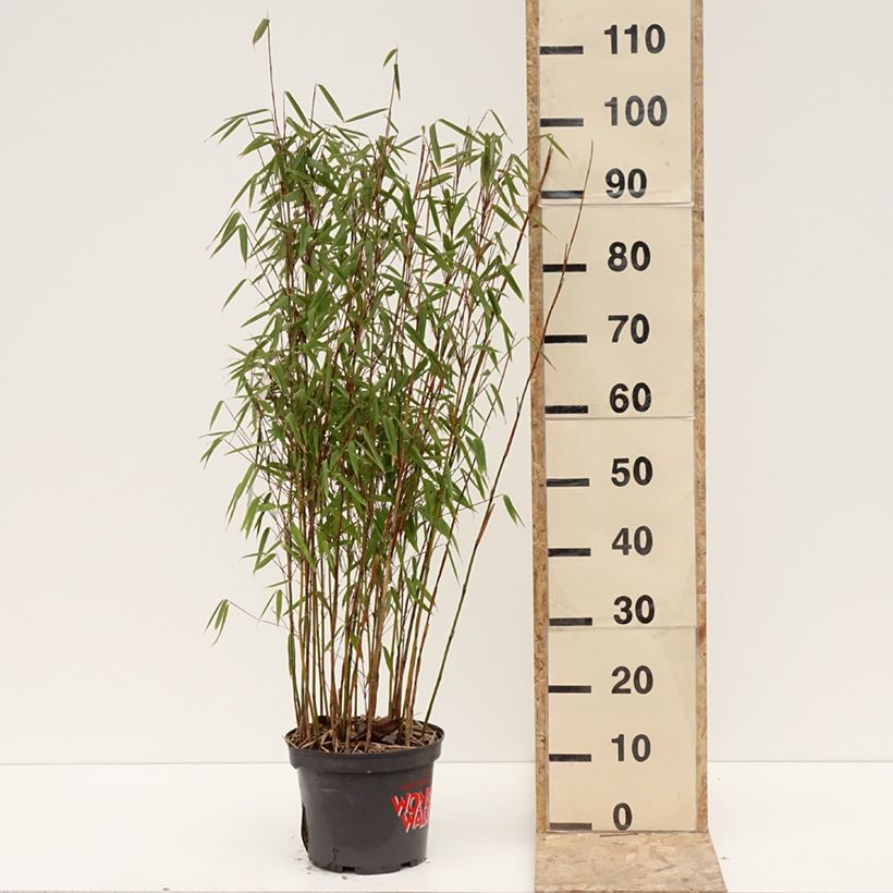 Fargesia murielae Violet Woods - Bambou non traçant Pot de 4L/5L esemplare consegnato in inverno