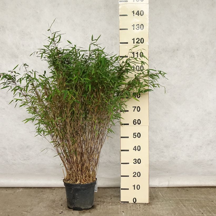 Example of Fargesia nitida Gansu Vaso da 7,5L/10L as you get in printemps