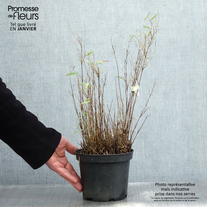 Fargesia nitida Red Dragon - Bambou non traçant Pot de 2L/3L esemplare consegnato in inverno