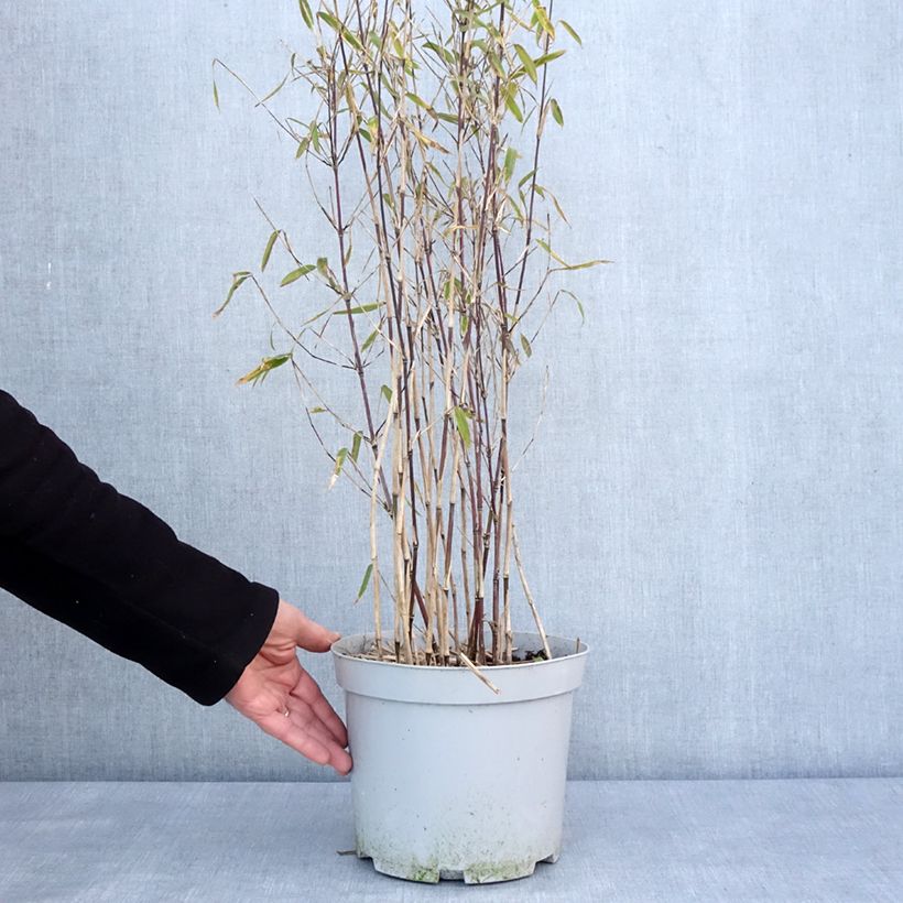 Example of Fargesia nitida Trifina Black Vaso da 4L/5L as you get in hiver