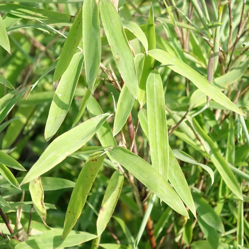 Fargesia nitida Trifina Black (Foliage)