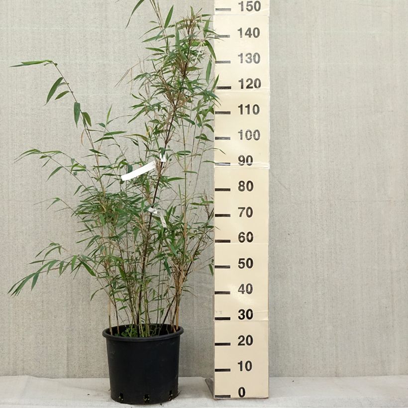 Esemplare di Fargesia papyrifera Blue Dragon - Bambou non traçant Pot de 7,5L/10L come consegnato in autunno