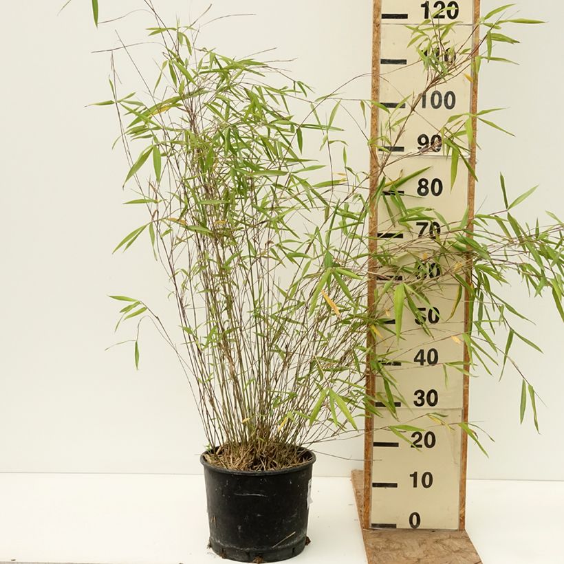 Fargesia papyrifera Blue Dragon Vaso da 7,5L/10L esemplare consegnato in primavera