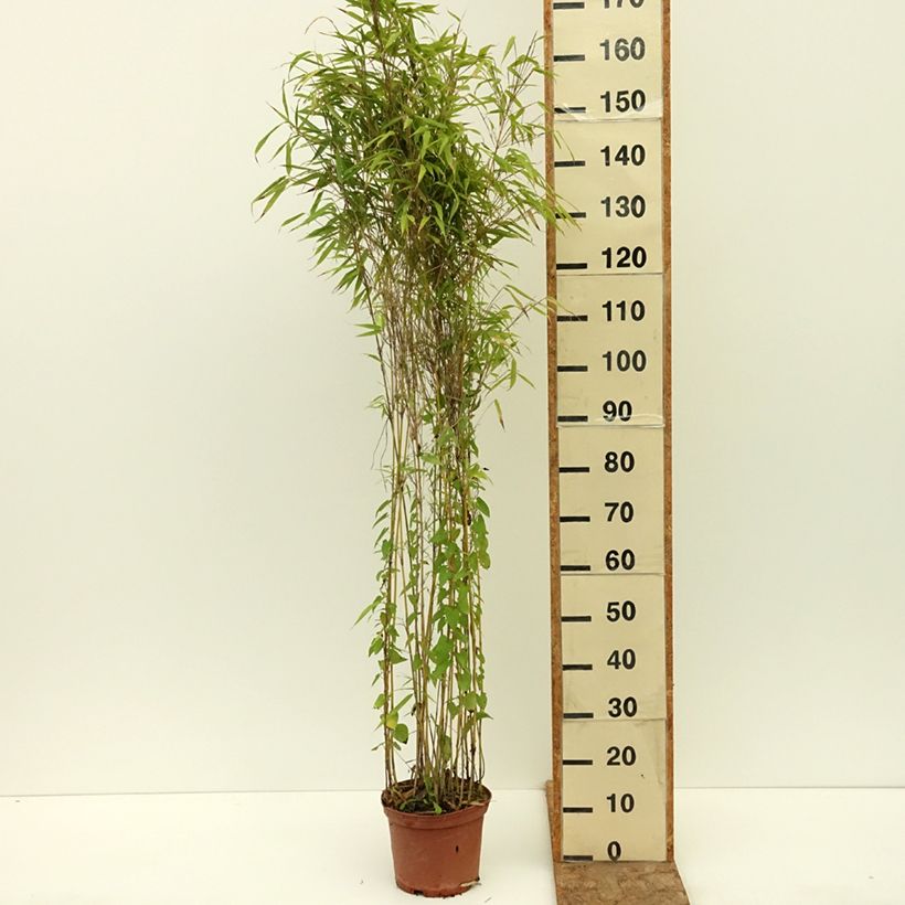 Esemplare di Fargesia robusta Formidable Vaso da 4L/5L consegnato in estate