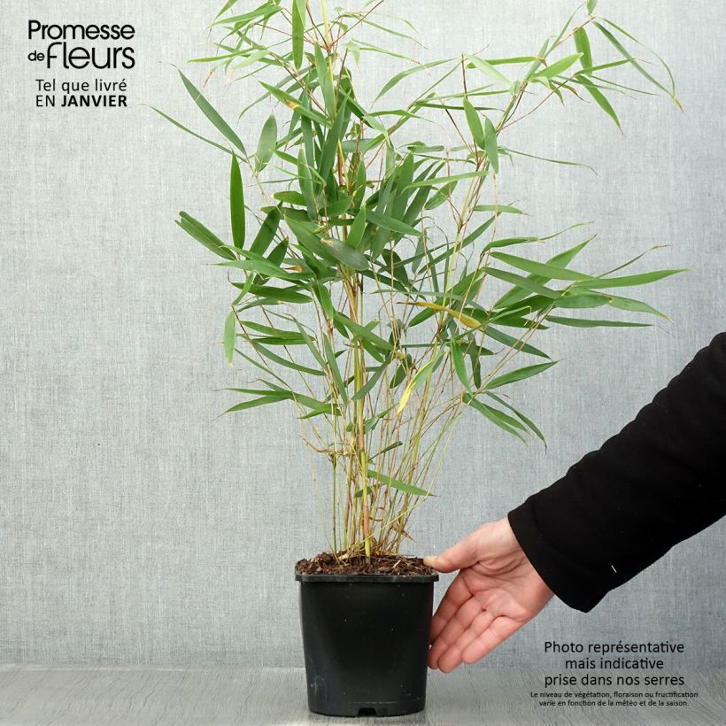 Fargesia robusta Pingwu - Bambou non traçant Pot de 2L/3L esemplare consegnato in inverno