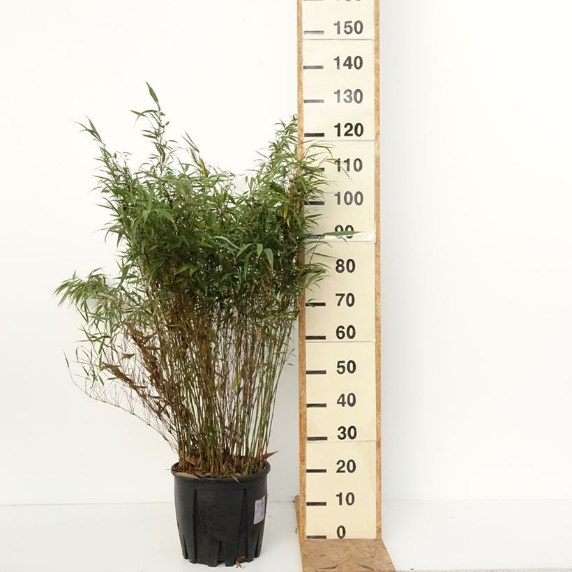 Esemplare di Fargesia robusta Wenchuan Vaso da 12L/15L come consegnato in autunno