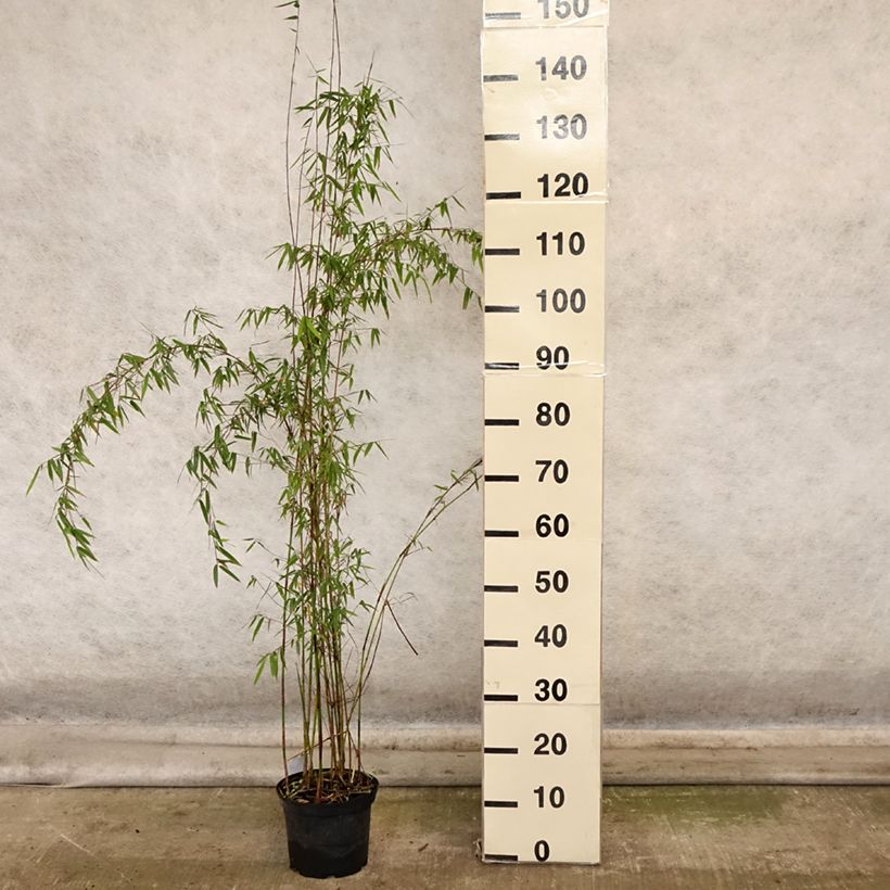 Esemplare di Fargesia sp Jiuzhaigou Deep Purple - Bambou non traçant. Pot de 2L/3L come consegnato in autunno