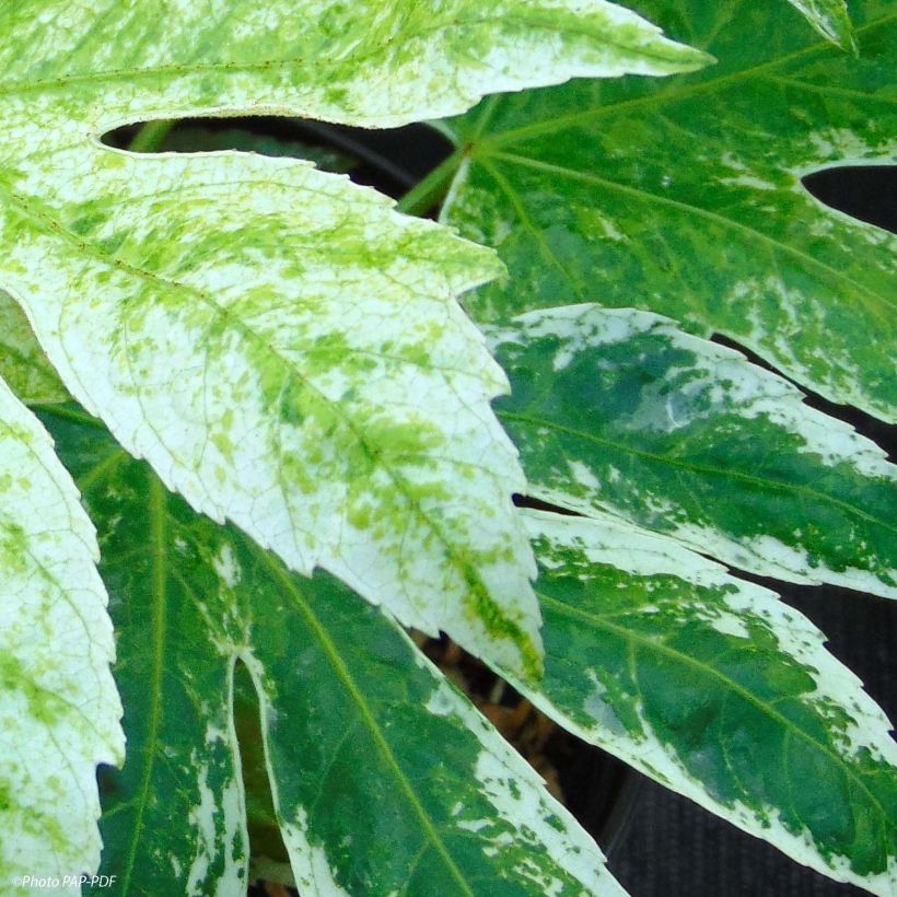 Fatsia japonica Spider's Web (Foliage)