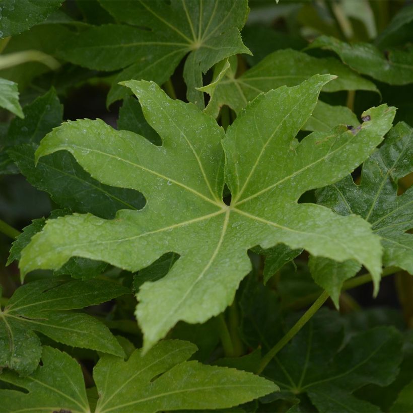 Fatsia japonica - Aralia giapponese (Foliage)