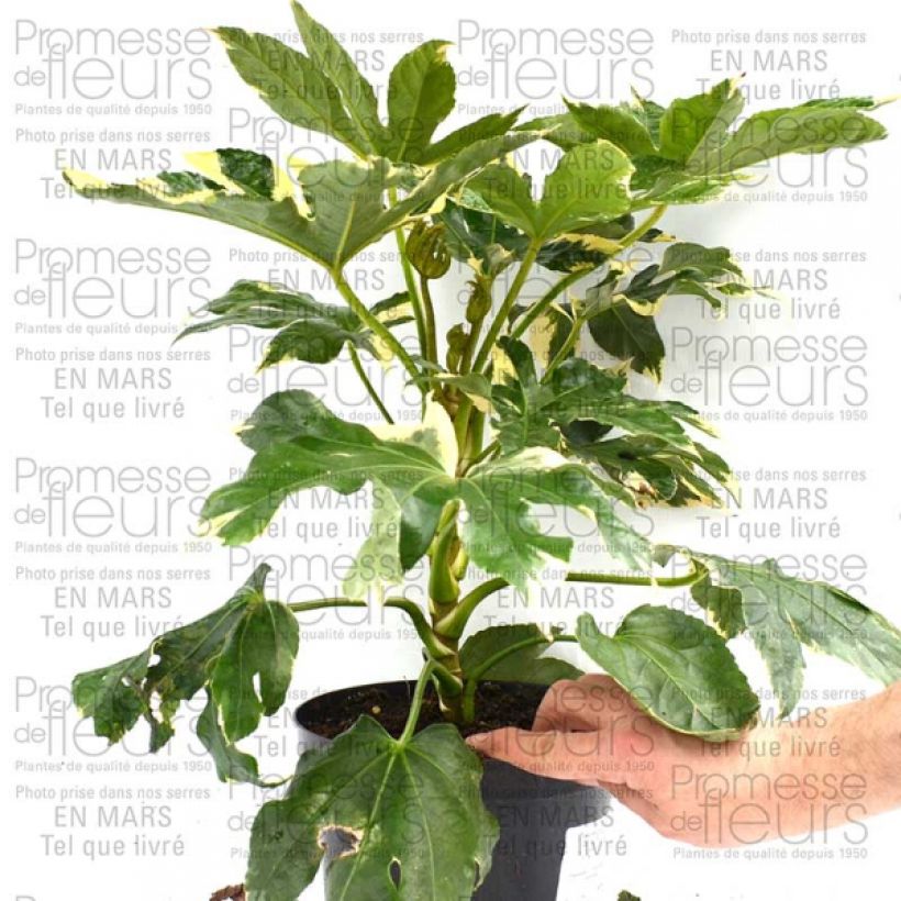Esempio di esemplare Faux-aralia - Fatsia japonica Variegata Pot de 3L/4L come consegnato