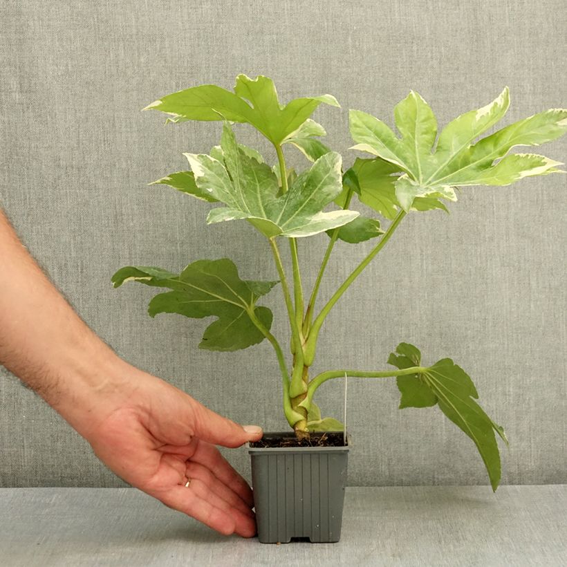 Esemplare di Fatsia japonica Variegata Vasetto da 8/9 cm consegnato in estate