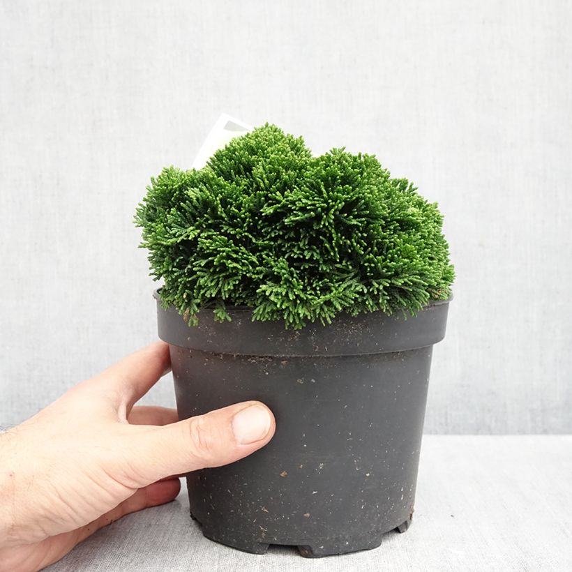 Esemplare di Chamaecyparis obtusa Juniperoides - Cipresso di Hinoki Vaso da 2L/3L come consegnato in autunno