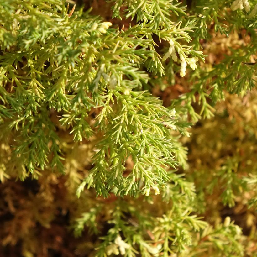 Chamaecyparis obtusa Snowflake - Cipresso di Hinoki (Foliage)