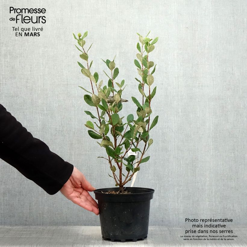 Feijoa Apollo Vaso da 2L/3L esemplare consegnato in primavera