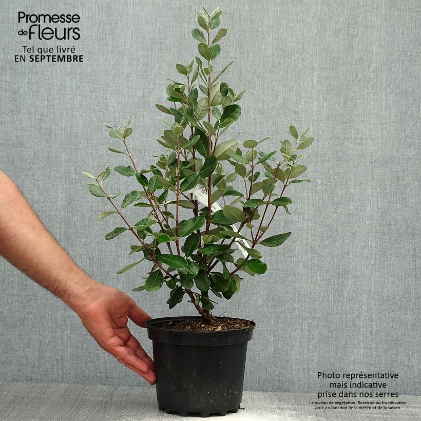 Esemplare di Acca sellowiana Mammouth - Feijoa Vaso da 3L/4L come consegnato in autunno
