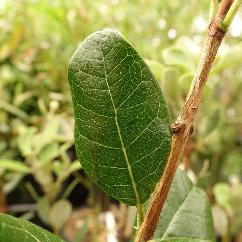 Acca sellowiana Mammouth - Feijoa (Foliage)