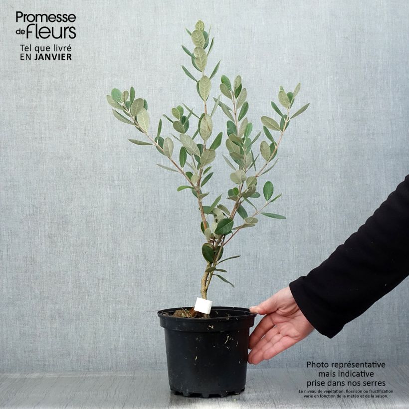 Feijoa ou Acca sellowiana Triumph - Goyavier du Brésil Pot de 3L/4L esemplare consegnato in inverno