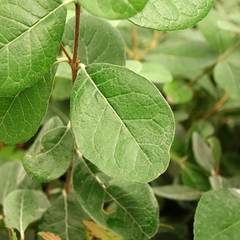 Feijoa Triumph (Fogliame)