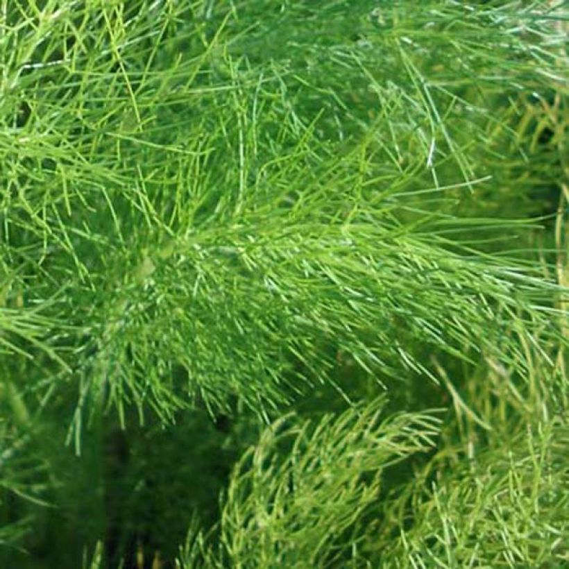Foeniculum vulgare - Finocchio (Foliage)