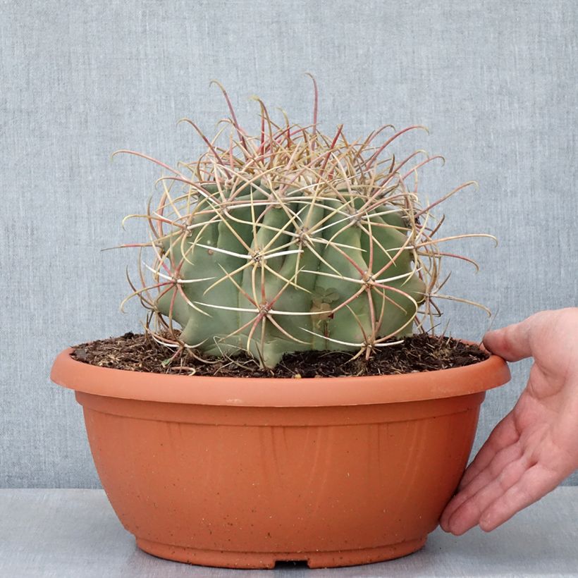 Example of Ferocactus emoryi Ciotola da 7,5L/10L as you get in printemps