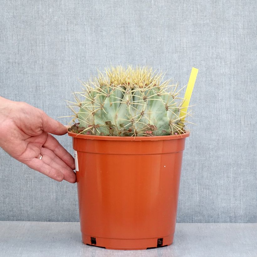 Ferocactus glaucescens Vaso da 4L/5L esemplare consegnato in primavera