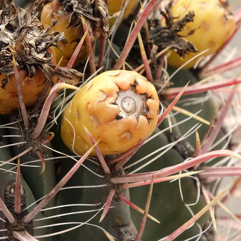 Ferocactus gracilis subsp. coloratus (Raccolta)