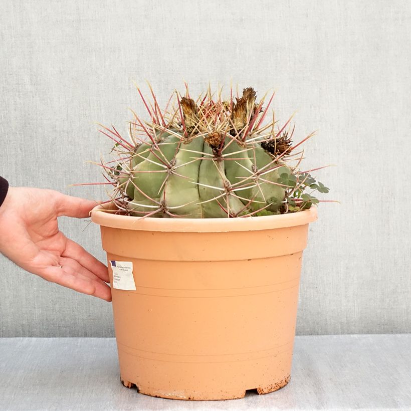 Esemplare di Ferocactus gracilis subsp. coloratus Ciotola da 7,5L/10L come consegnato in autunno