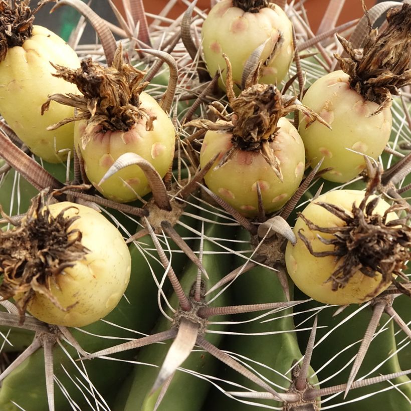 Ferocactus horridus (Raccolta)