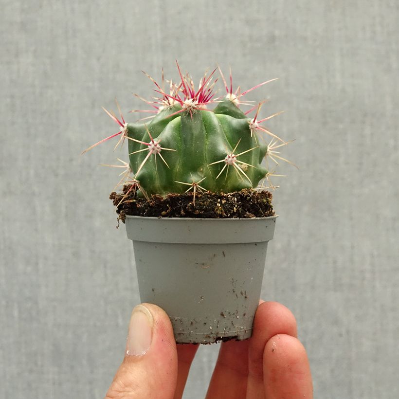 Ferocactus latispinus mini-pianta esemplare consegnato in primavera