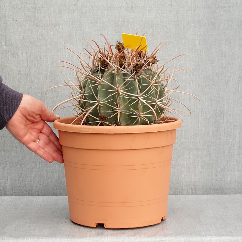 Ferocactus rectispinus Vaso da 7,5L/10L esemplare consegnato in primavera