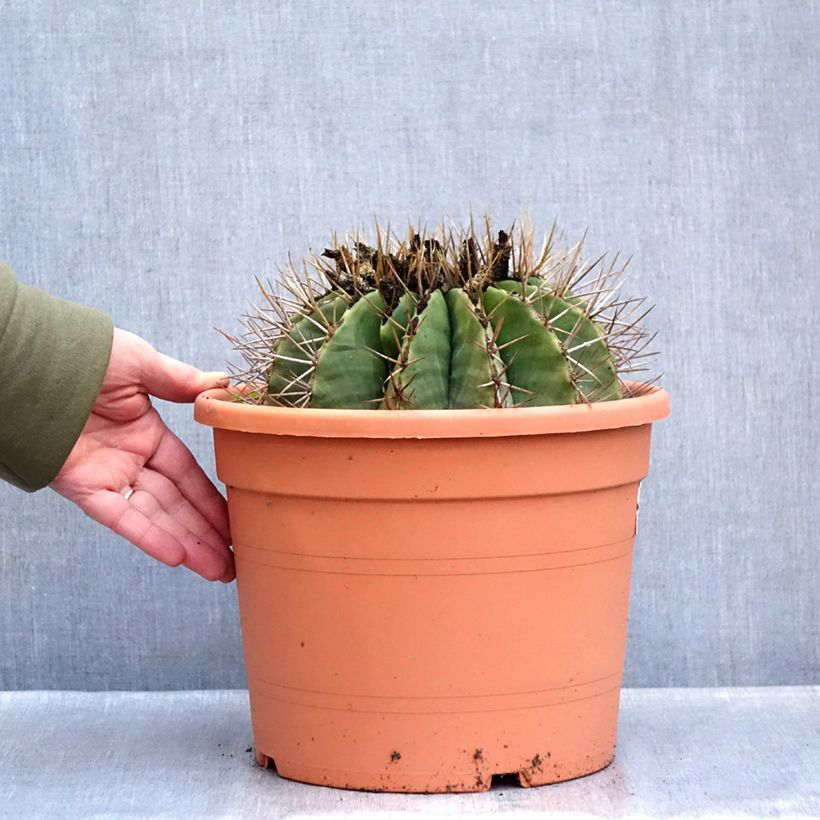 Example of Ferocactus schwarzii Vaso da 7,5L/10L as you get in hiver
