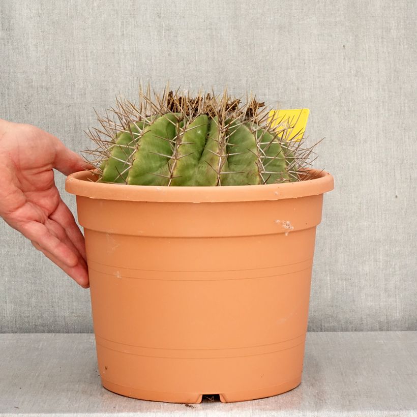 Ferocactus schwarzii Vaso da 7,5L/10L esemplare consegnato in primavera
