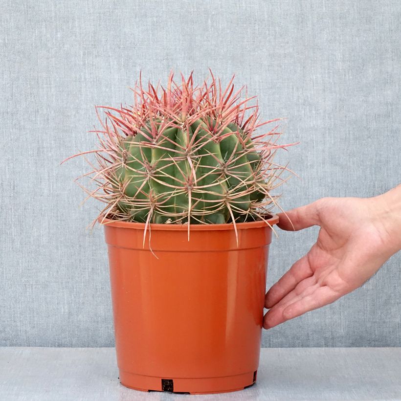 Ferocactus stainesii Vaso da 4L/5L esemplare consegnato in primavera