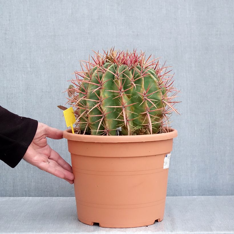 Esemplare di Ferocactus stainesii var. pilosus Vaso da 7,5L/10L come consegnato in autunno