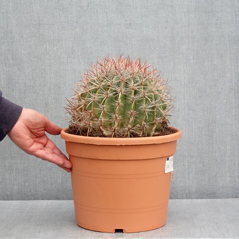 Ferocactus stainesii var. pilosus Vaso da 7,5L/10L esemplare consegnato in primavera
