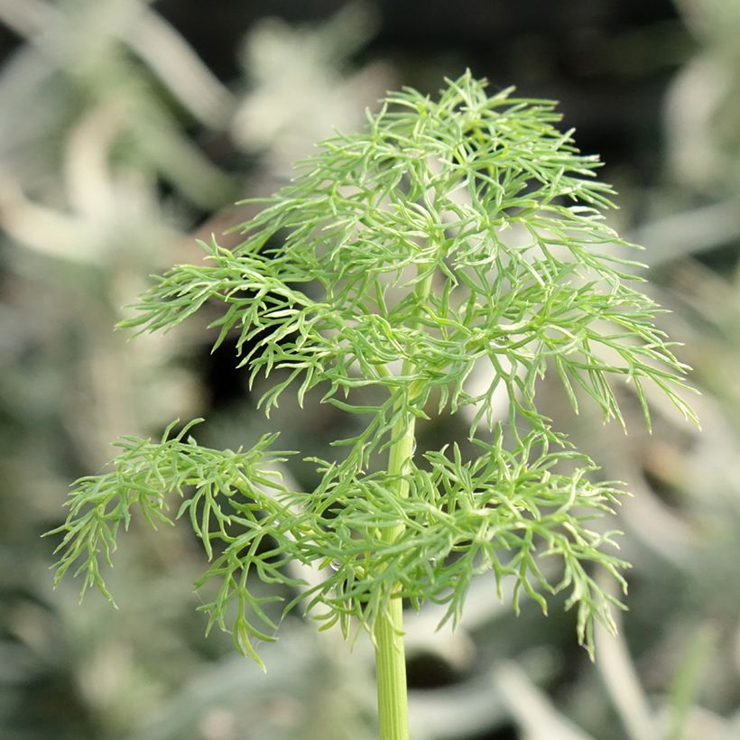 Ferula communis - Finocchiaccio (Fogliame)
