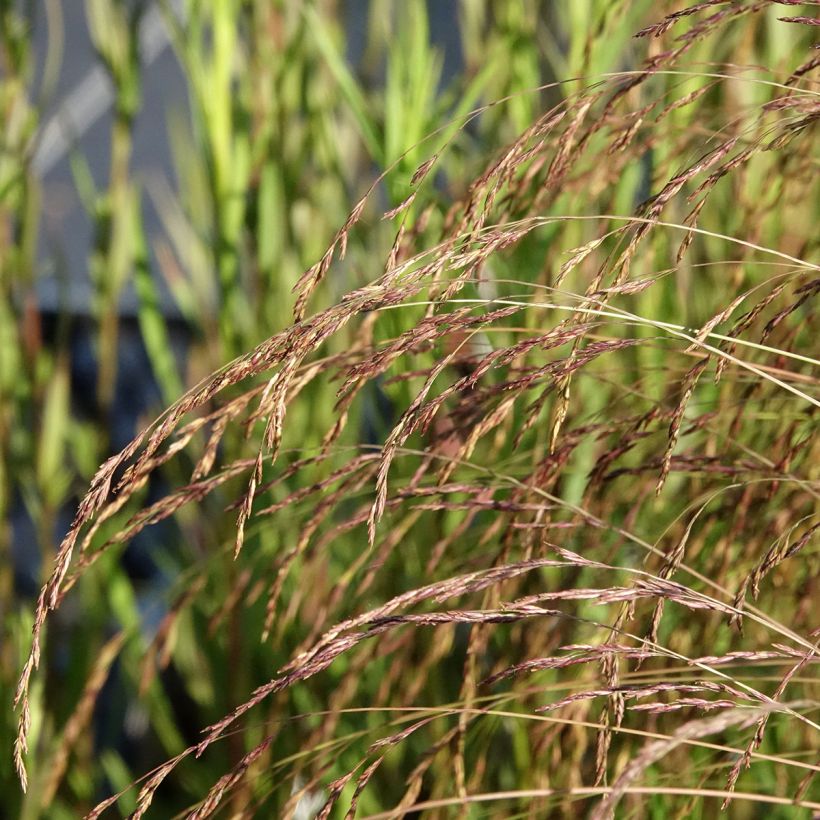 Festuca amethystina (Fioritura)
