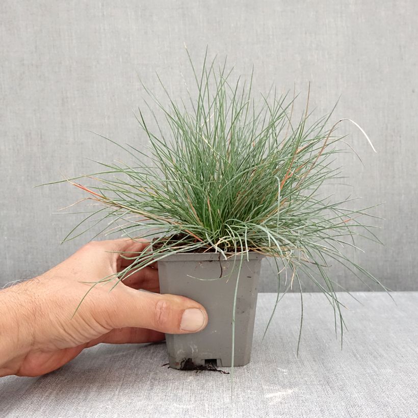 Esemplare di Festuca glauca Intense Blue - Festuca blu Vasetto da 8/9 cm come consegnato in autunno