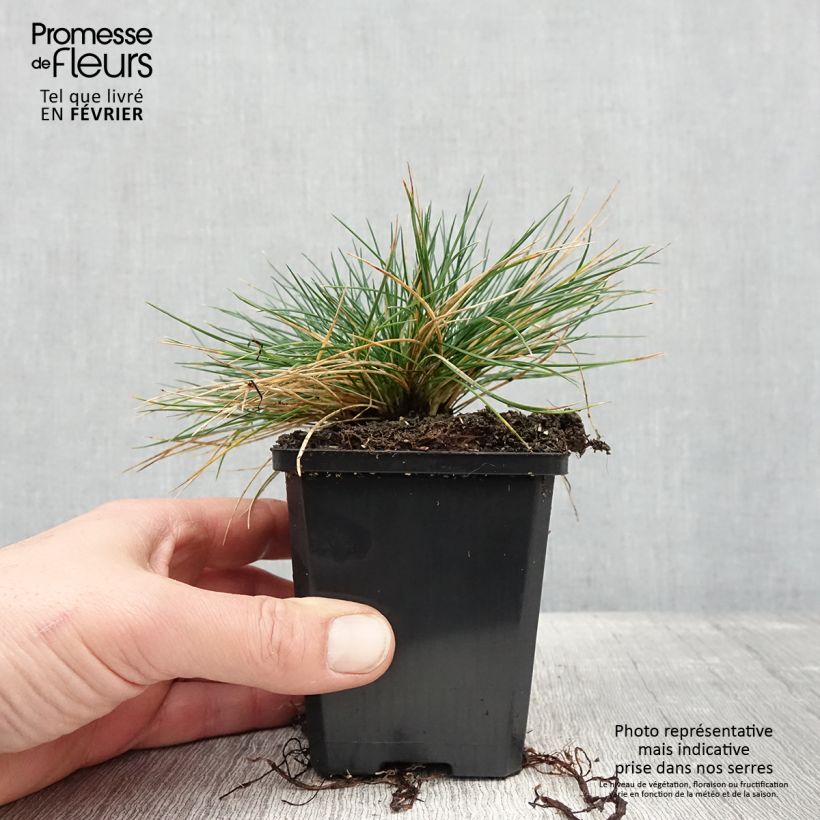 Festuca Intense Blue - Fétuque bleue Godet de 8/9 cm esemplare consegnato in inverno