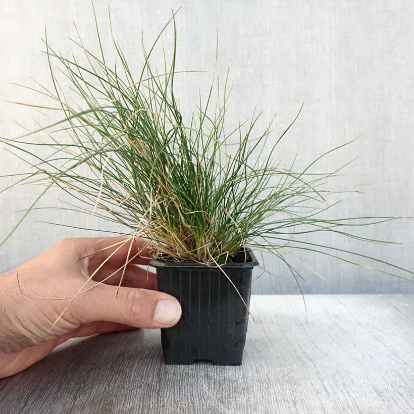 Esemplare di Festuca Sunrise - Fétuque Godet de 8/9 cm come consegnato in autunno