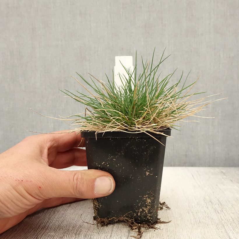 Example of Festuca Sunrise Vasetto da 8/9 cm as you get in printemps
