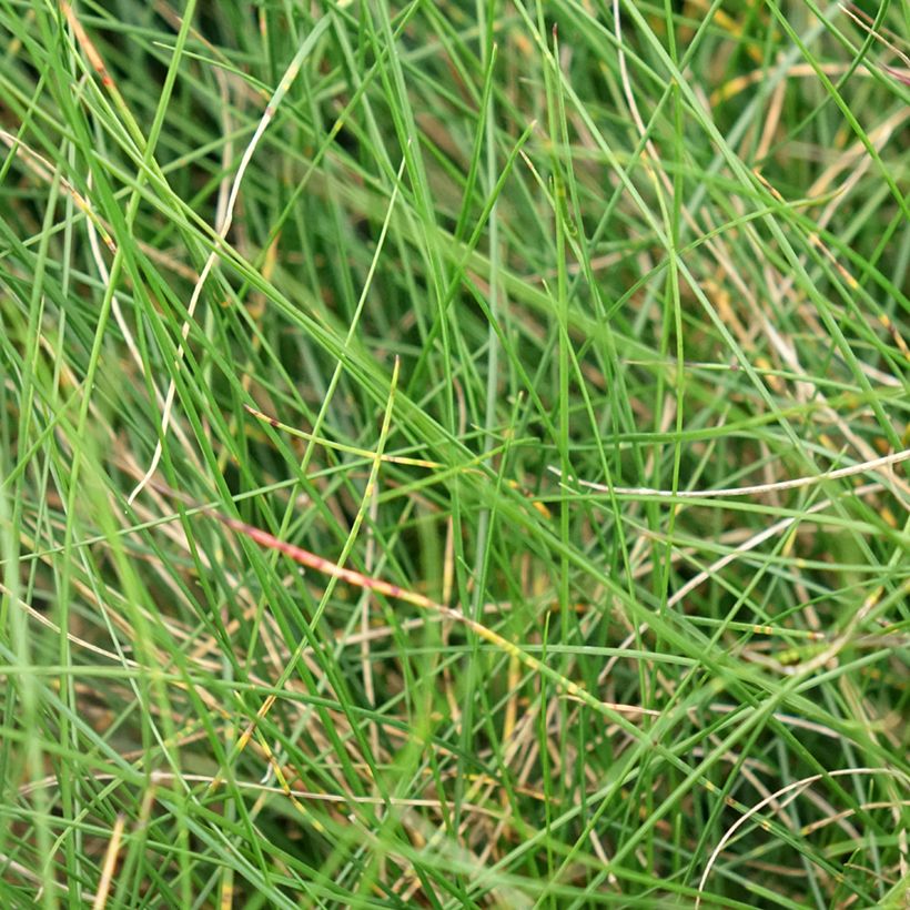 Festuca Sunrise (Foliage)