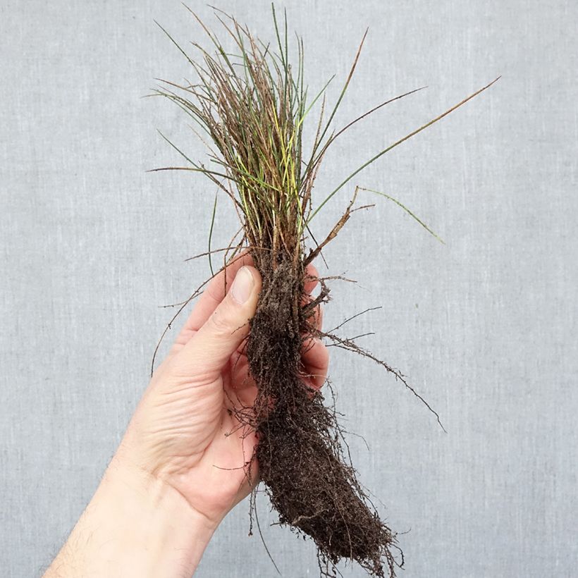 Festuca glauca Elijah Blue - Festuca blu Piante piccole a radice nuda esemplare consegnato in inverno