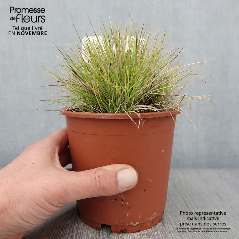 Esemplare di Fetuque, Festuca glauca Golden Toupee Pot de 1L/1,5L come consegnato in autunno