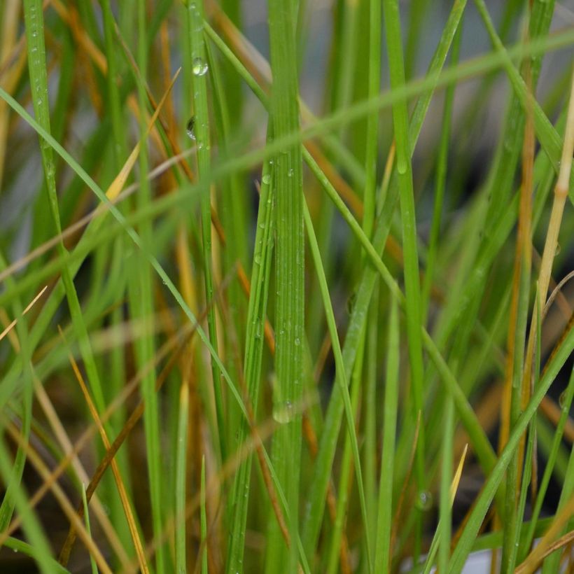 Festuca mairei (Fogliame)