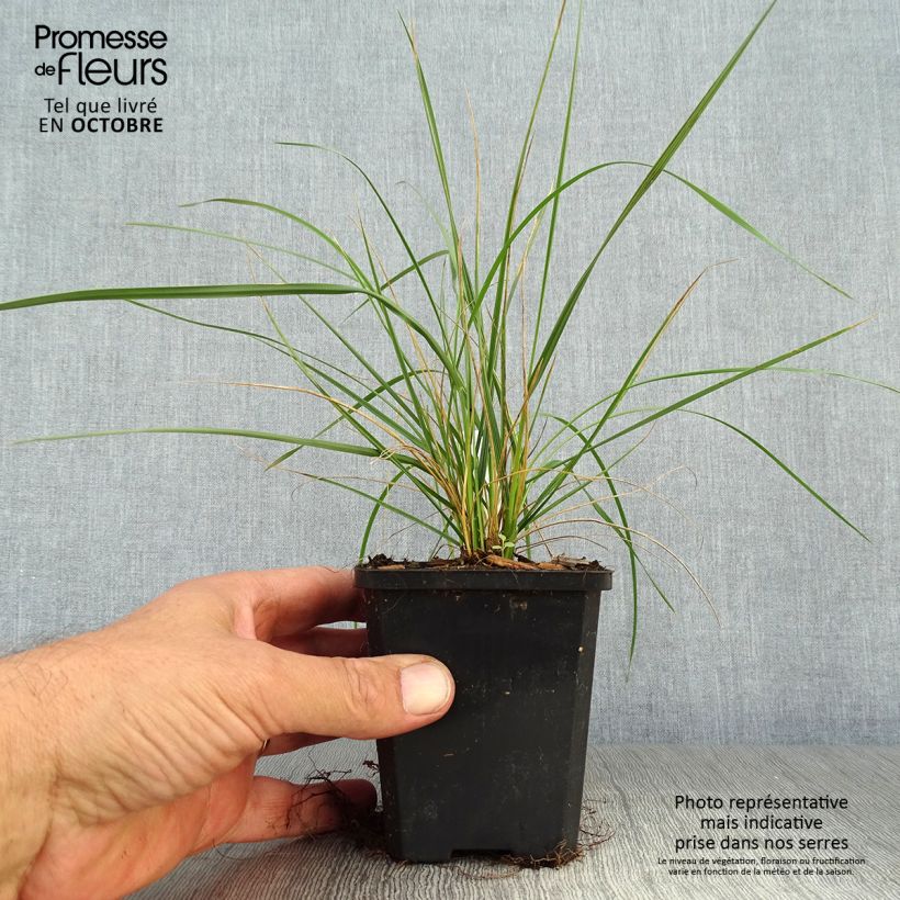 Esemplare di Festuca mairei Vasetto da 8/9 cm come consegnato in autunno