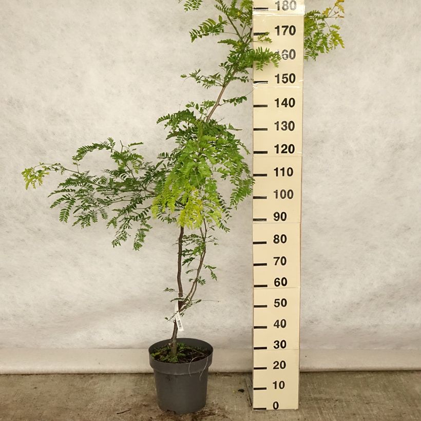Esemplare di Gleditsia triacanthos f.inermis Sunburst Vaso da 7,5L/10L, Astone alto consegnato in estate